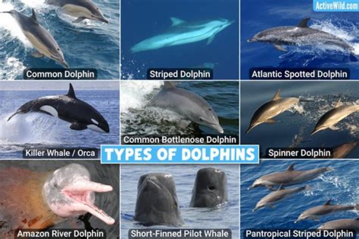 Dolphin’s Girlfriend: Who is Dolphin Dating?