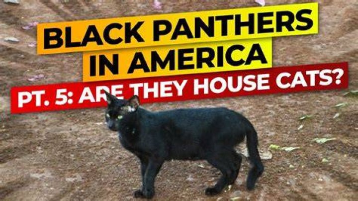 Ghetto Panther’s Girlfriend: Who is Ghetto Panther Dating?