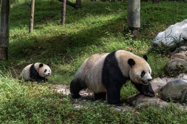 Potastic Panda’s Boyfriend: Who is Potastic Panda Dating?