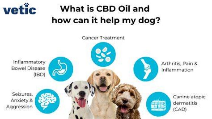 Reasons Why You Should Give CBD Oil for Dogs